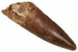 Fossil Spinosaurus Tooth - Real Dinosaur Tooth #353062-1